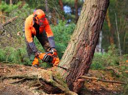 Best Tree and Shrub Care  in Brewster, WA