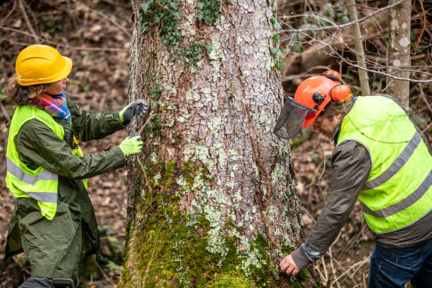  Brewster, WA Tree Removal Services Pros