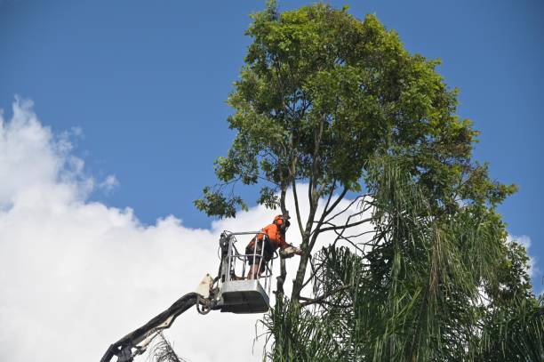 Best Tree Preservation Services  in Brewster, WA