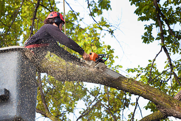 Best Arborist Consultation Services  in Brewster, WA